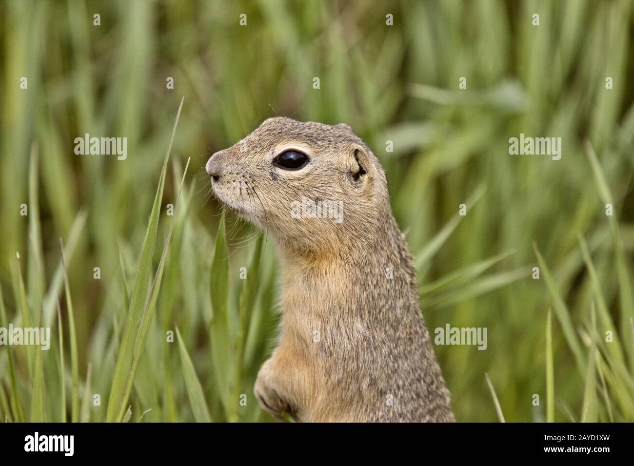 richardson Ground Squirrel Stockfoto