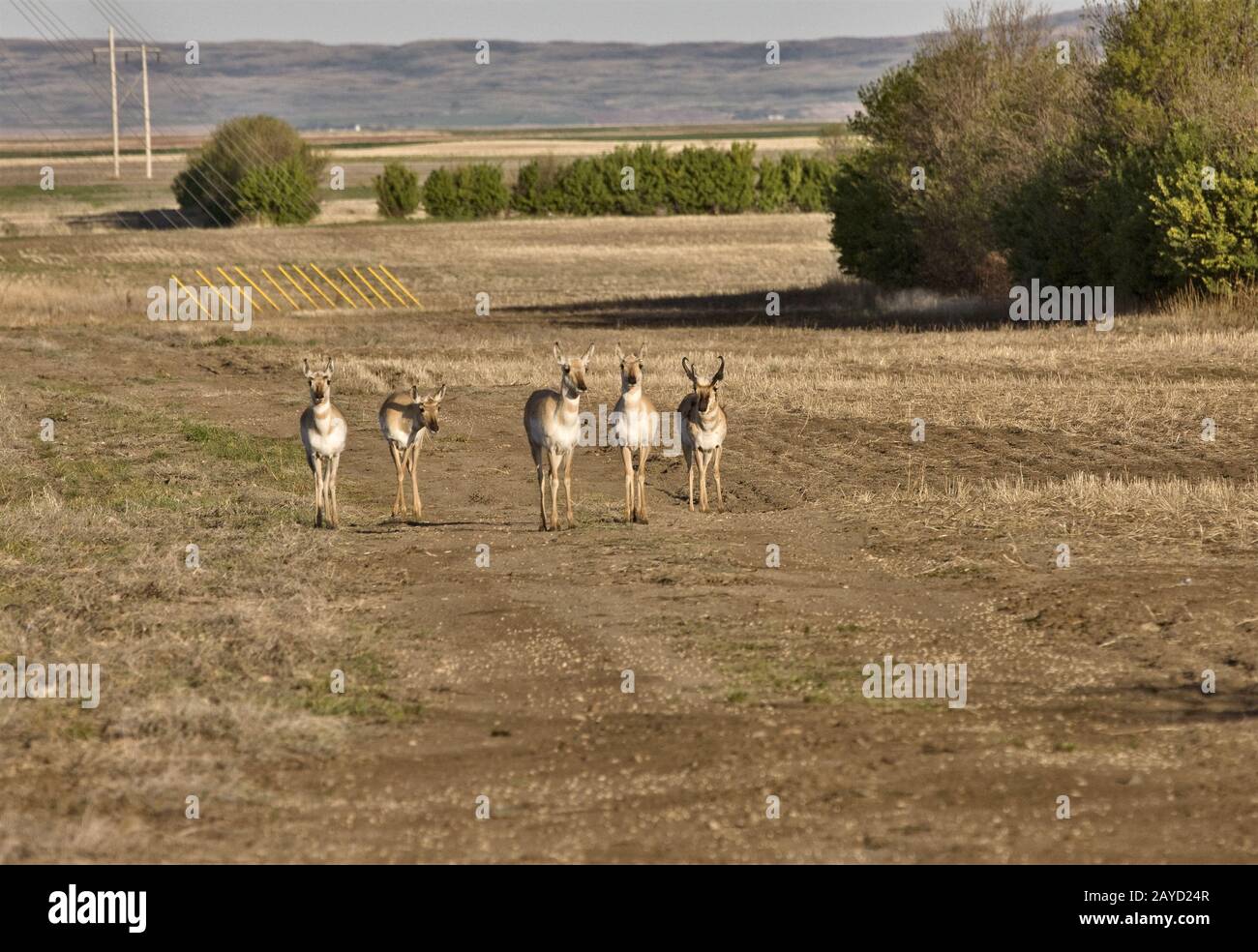 Pronghorn Antilope Stockfoto