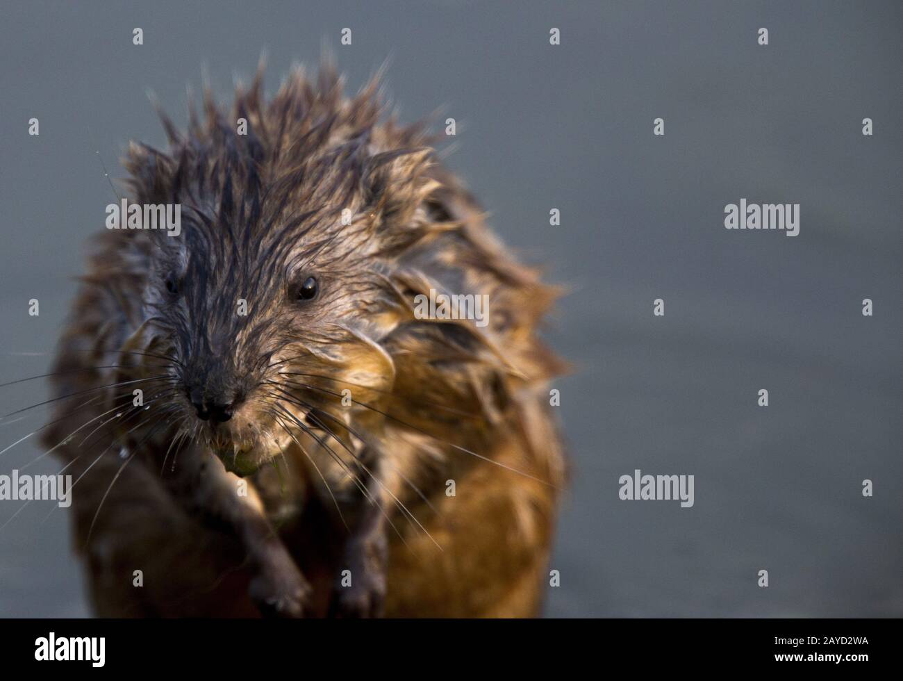 Nahaufnahme von Muskrat Stockfoto