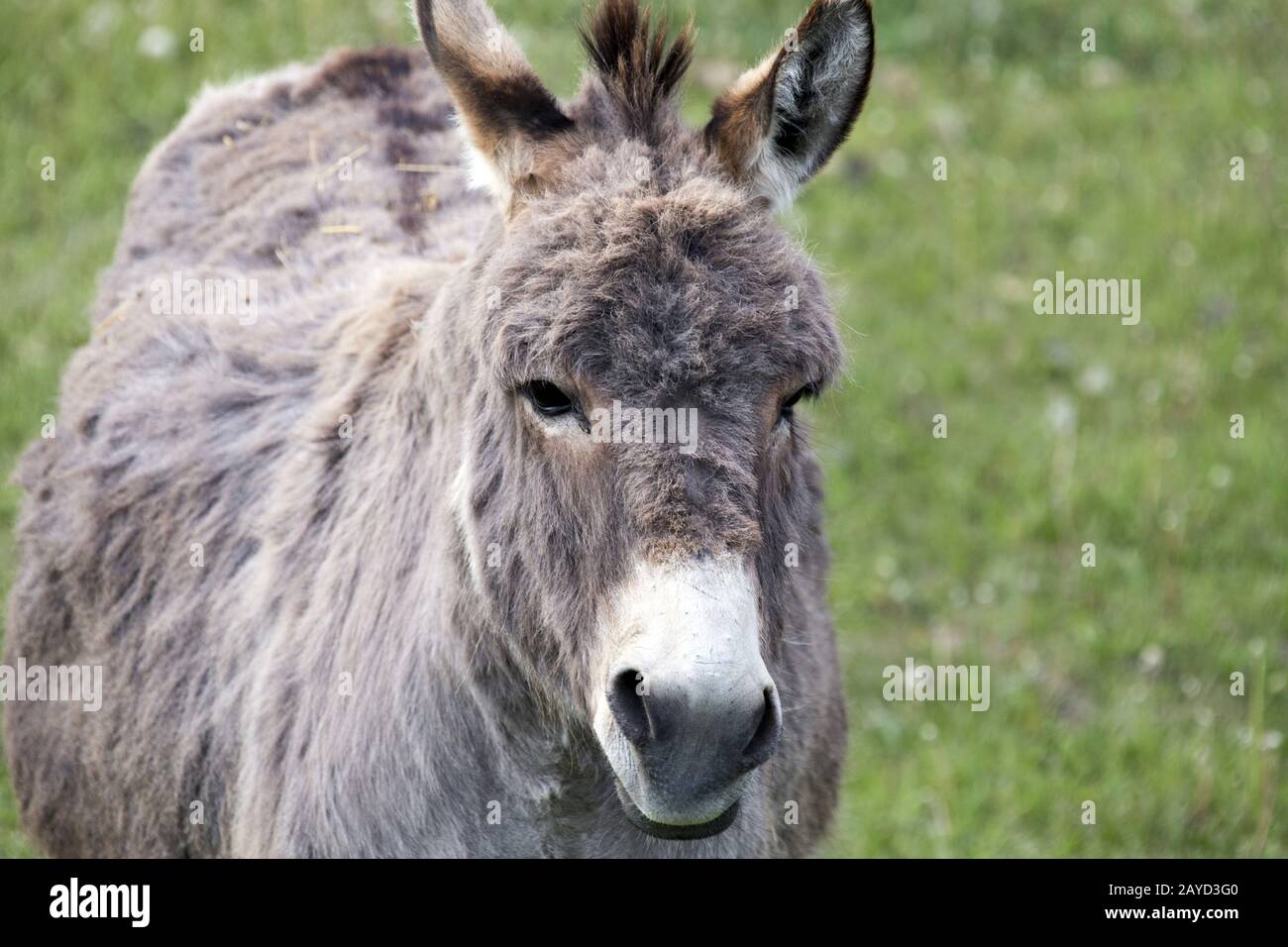 Esel hautnah Stockfoto