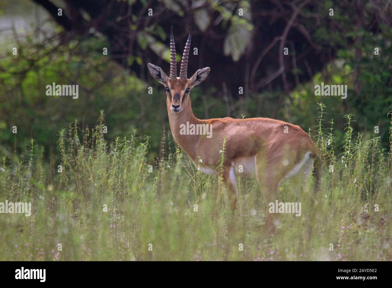Chinkara oder indische Gazelle, Gazella bennettii closeup, Indien Stockfoto