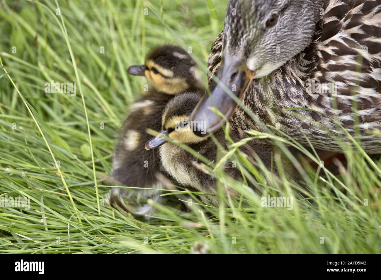 Mutter Ente und Babys Stockfoto