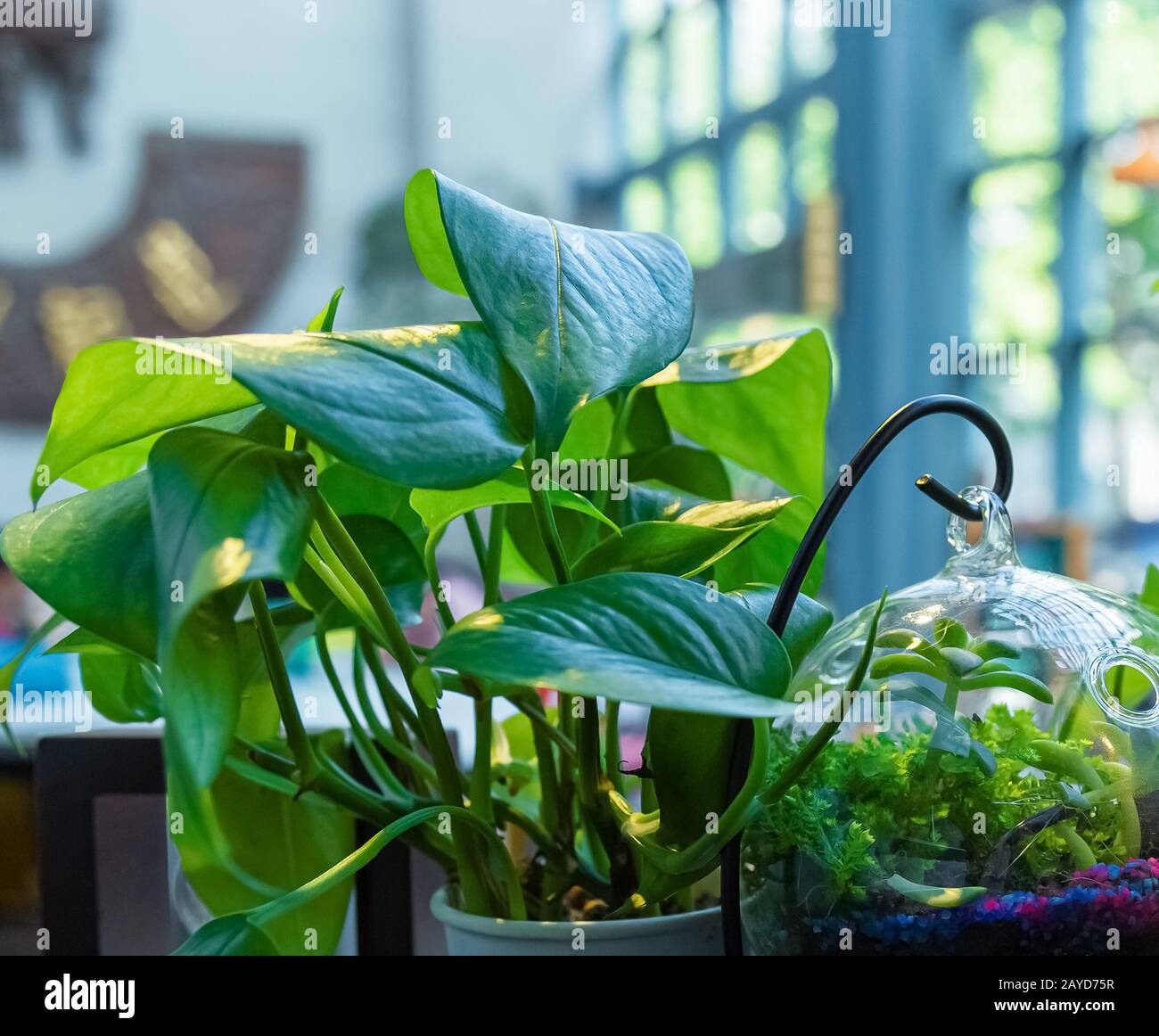 Grüne Topfpflanze. Café-Innenumgebung mit grünen Pflanzen und Edelstahlmaschinen. Nahaufnahme Stockfoto