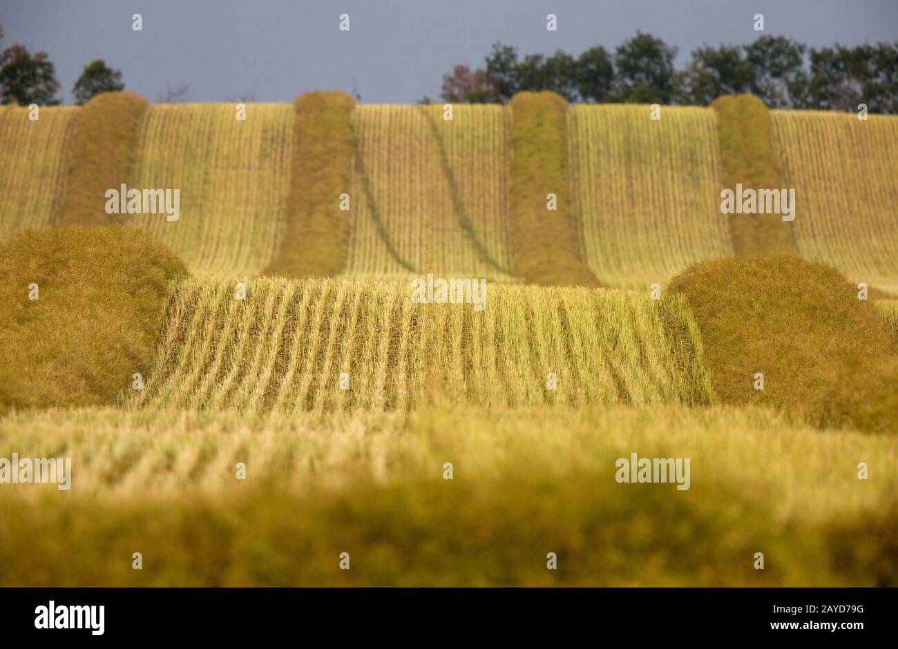 Ernte Canola Swath Stockfoto