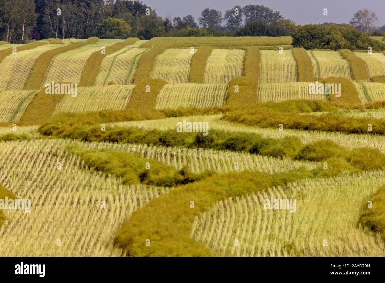 Ernte Canola Swath Stockfoto