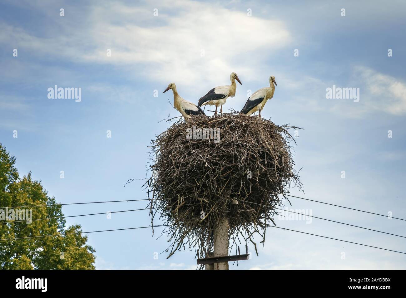 Störche im nest Stockfoto
