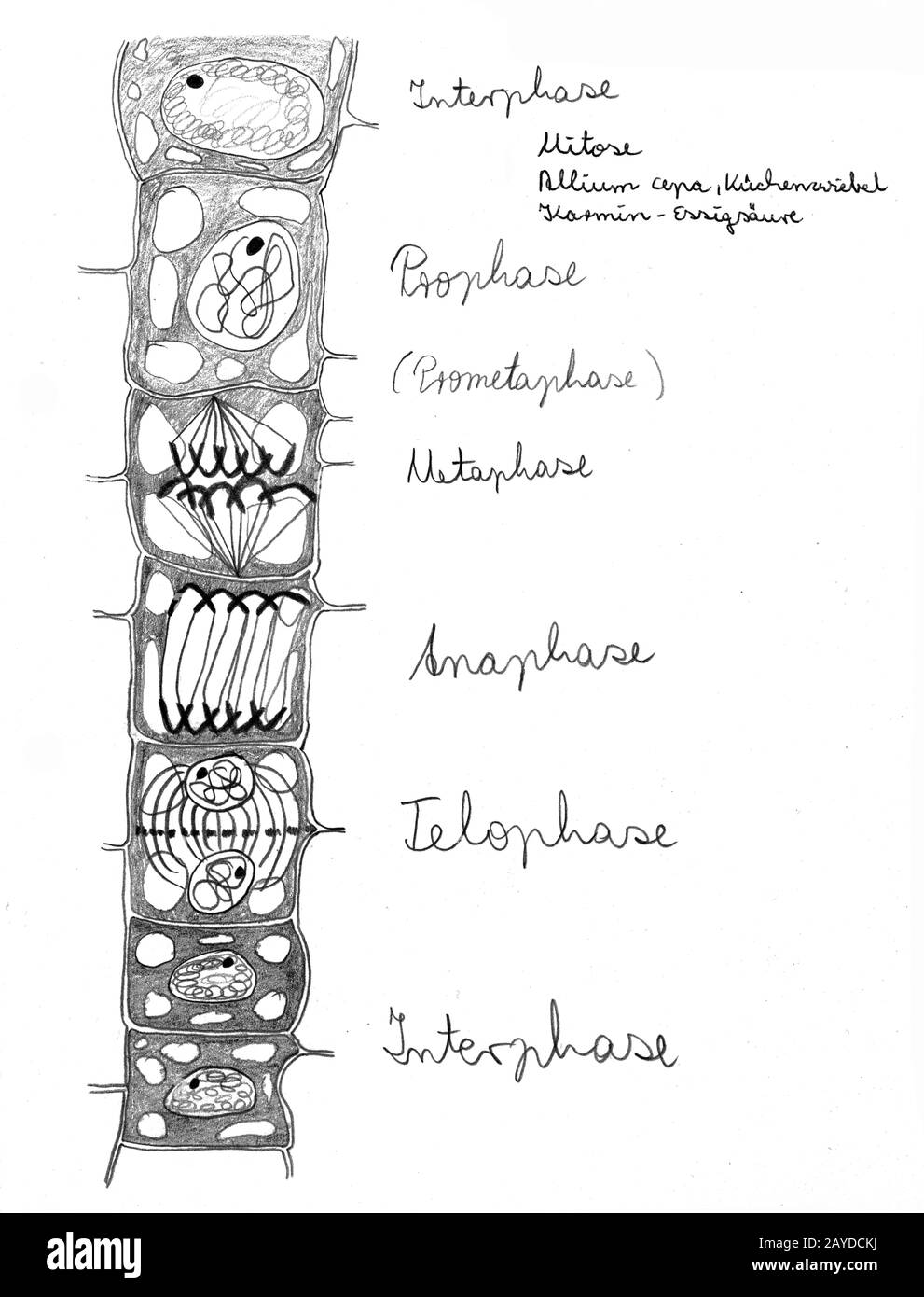 Zeichnung der Mitose in Zellen Stockfoto
