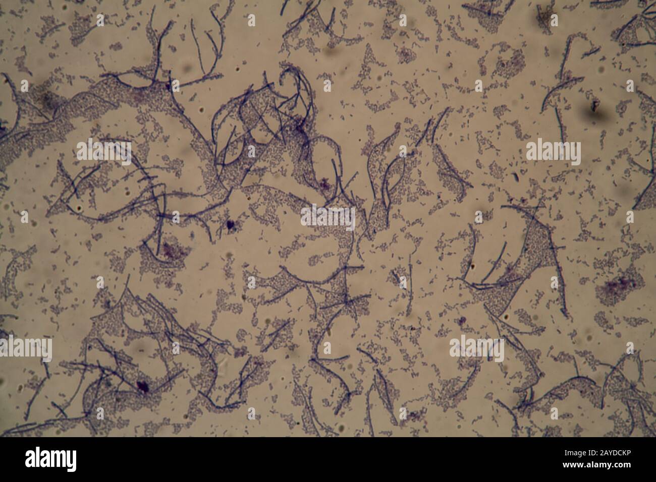 Stangenförmige Bakterien unter dem Mikroskop 400x Stockfoto