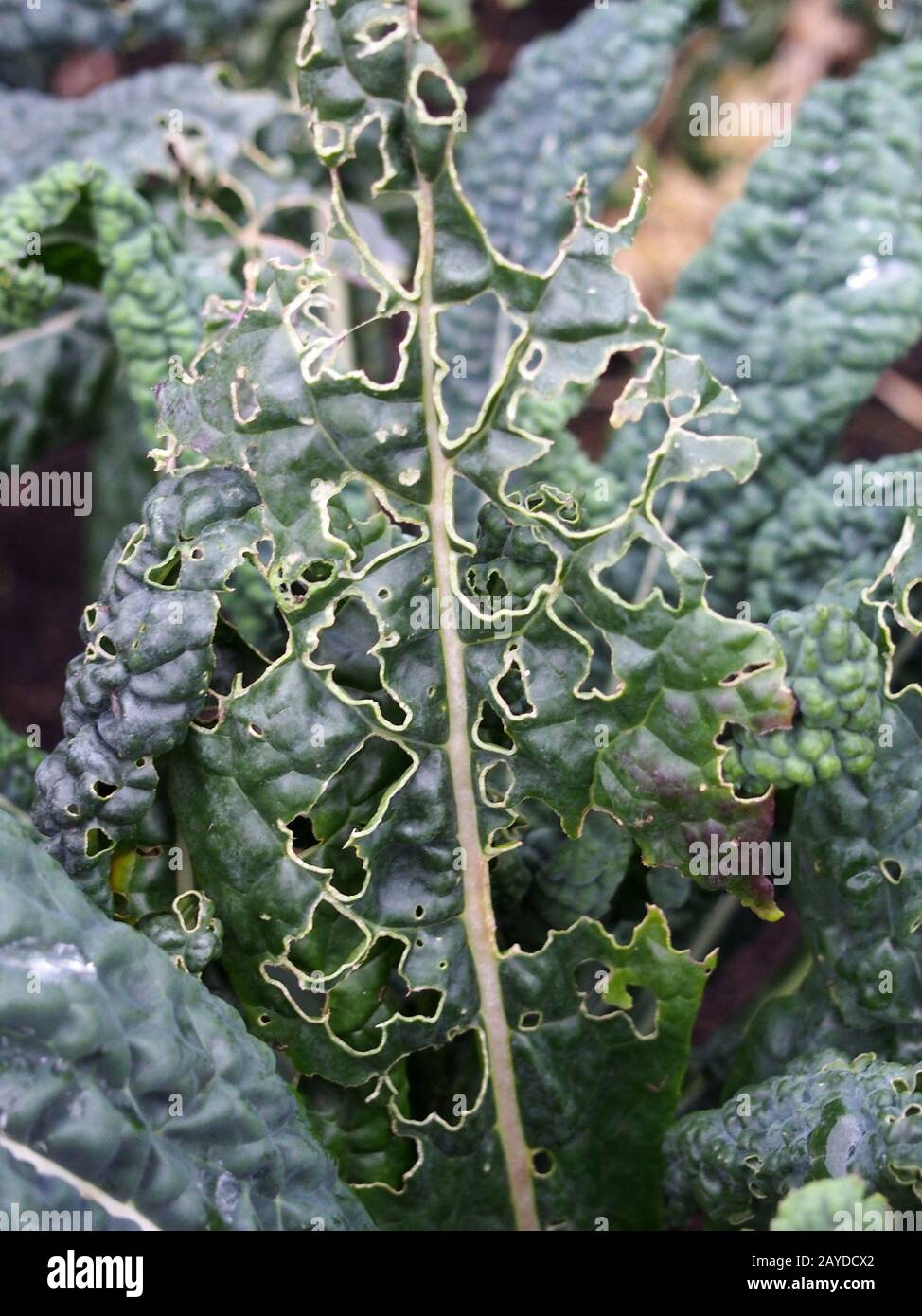 Nahaufnahme der späten Herbstkale, die mit Löchern wächst, die durch Gartenschädlinge verursacht werden, die die Blätter essen Stockfoto