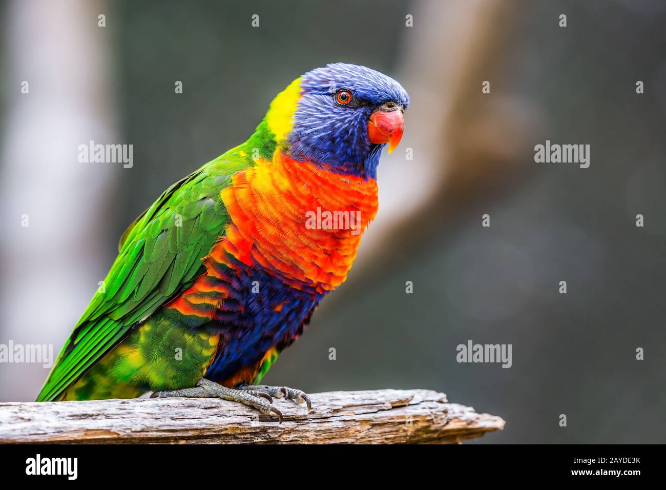 Der Papageien-Australier Lorikit Stockfoto