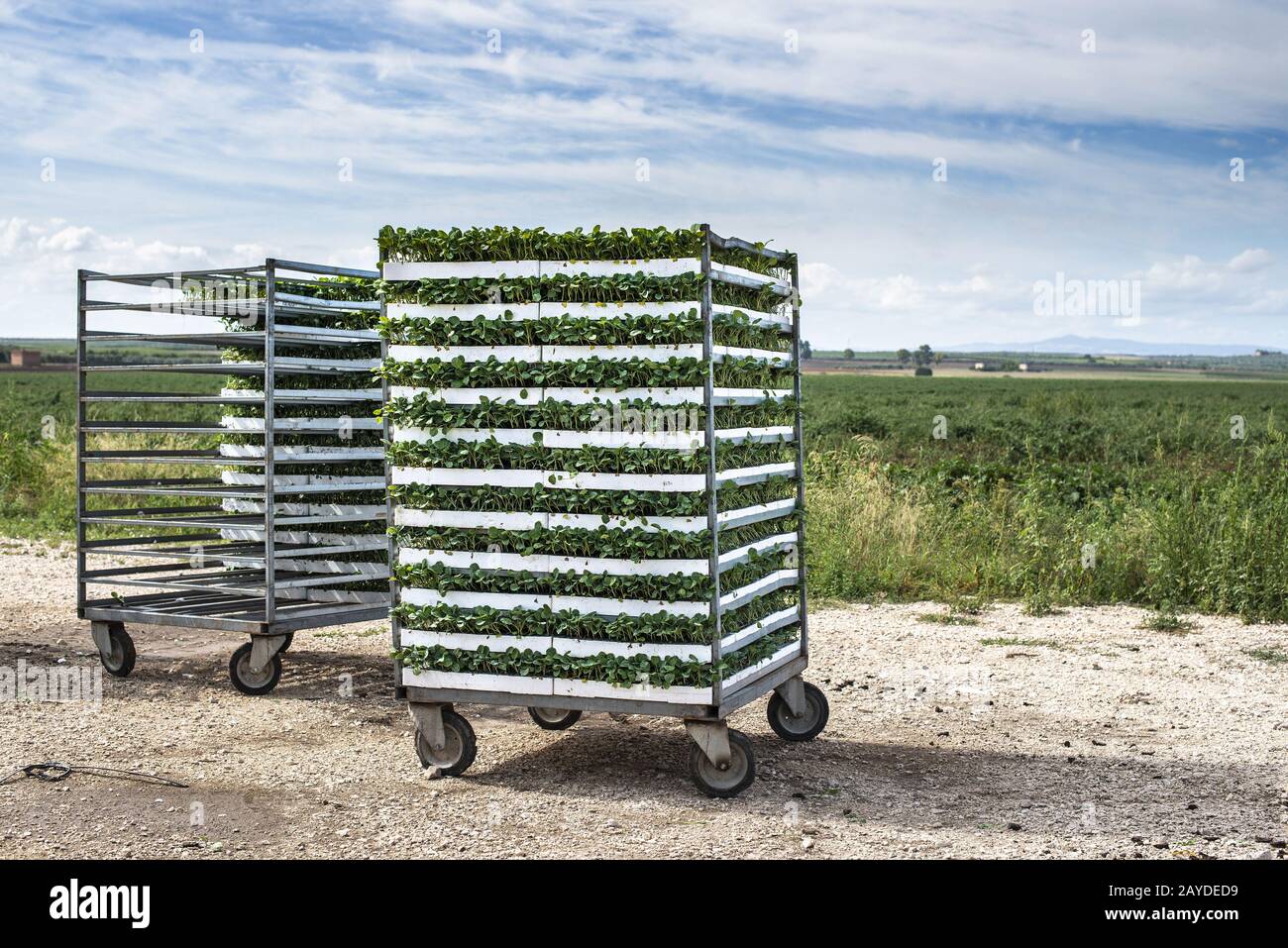 Sämlinge in Paketen, die auf Regalen im Feld platziert werden. Stockfoto