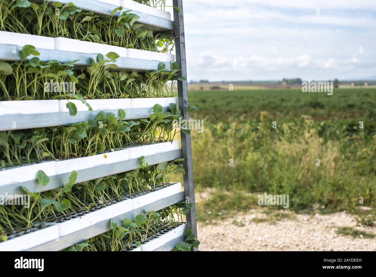 Sämlinge in Paketen, die auf Regalen im Feld platziert werden. Stockfoto