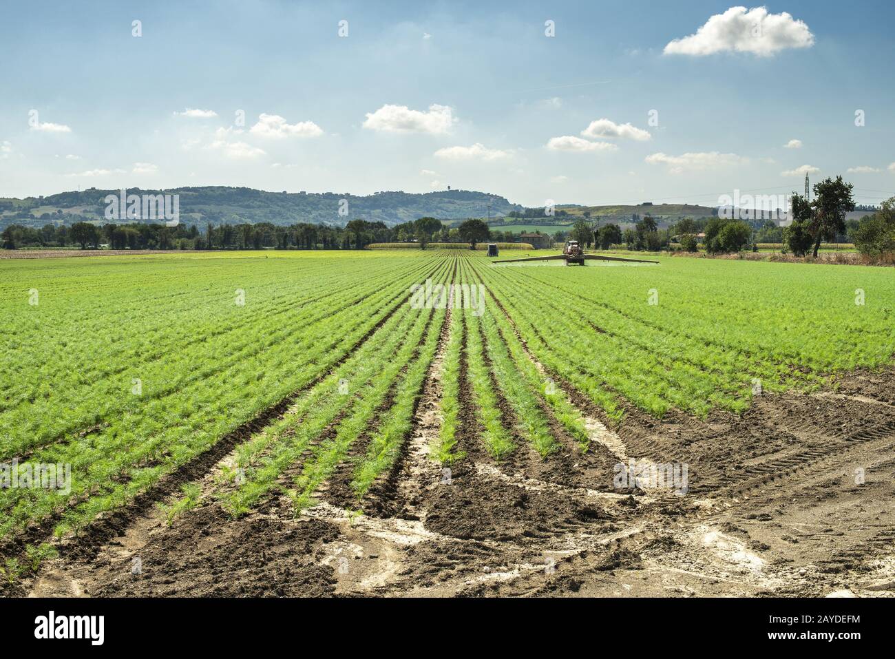 Fenchel junge Pflanzen in Reihen. Ackerland mit kleinen Fenchelanlagen. Stockfoto