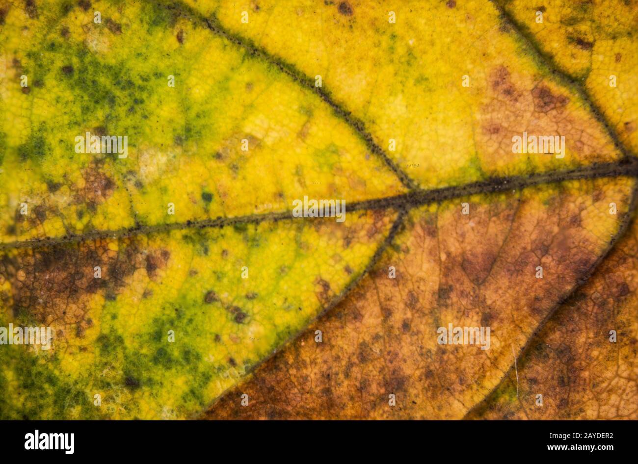 Bunte herbstliche Ahorn-Blätter stark vergrößert Stockfoto