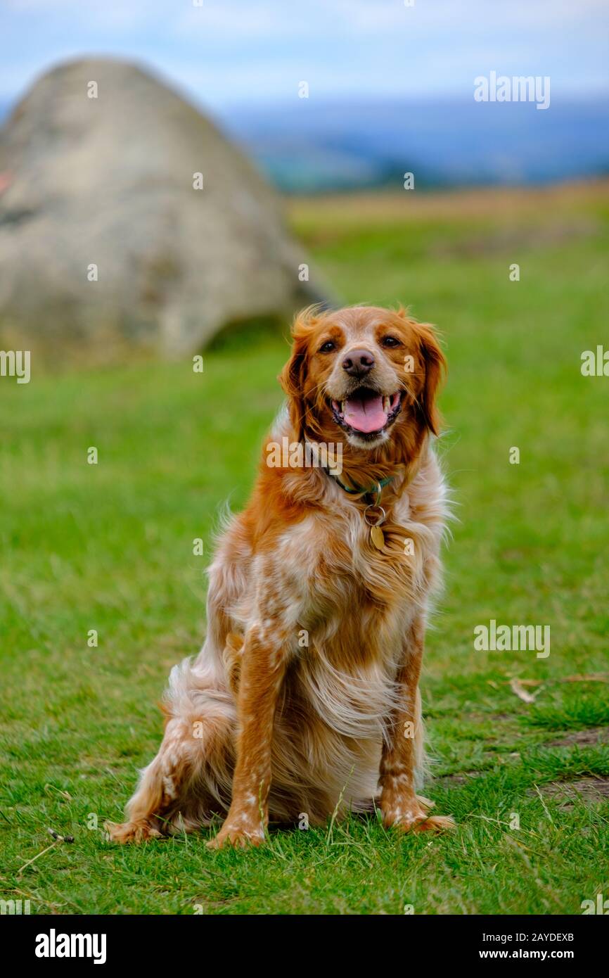 Ein liebenswerter Hund posiert auf den Hügeln des Lyme Park im Peak District, Cheshire, Großbritannien Stockfoto