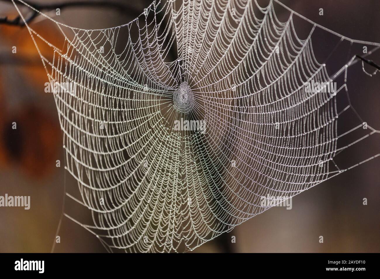 Spinnennetz Stockfoto