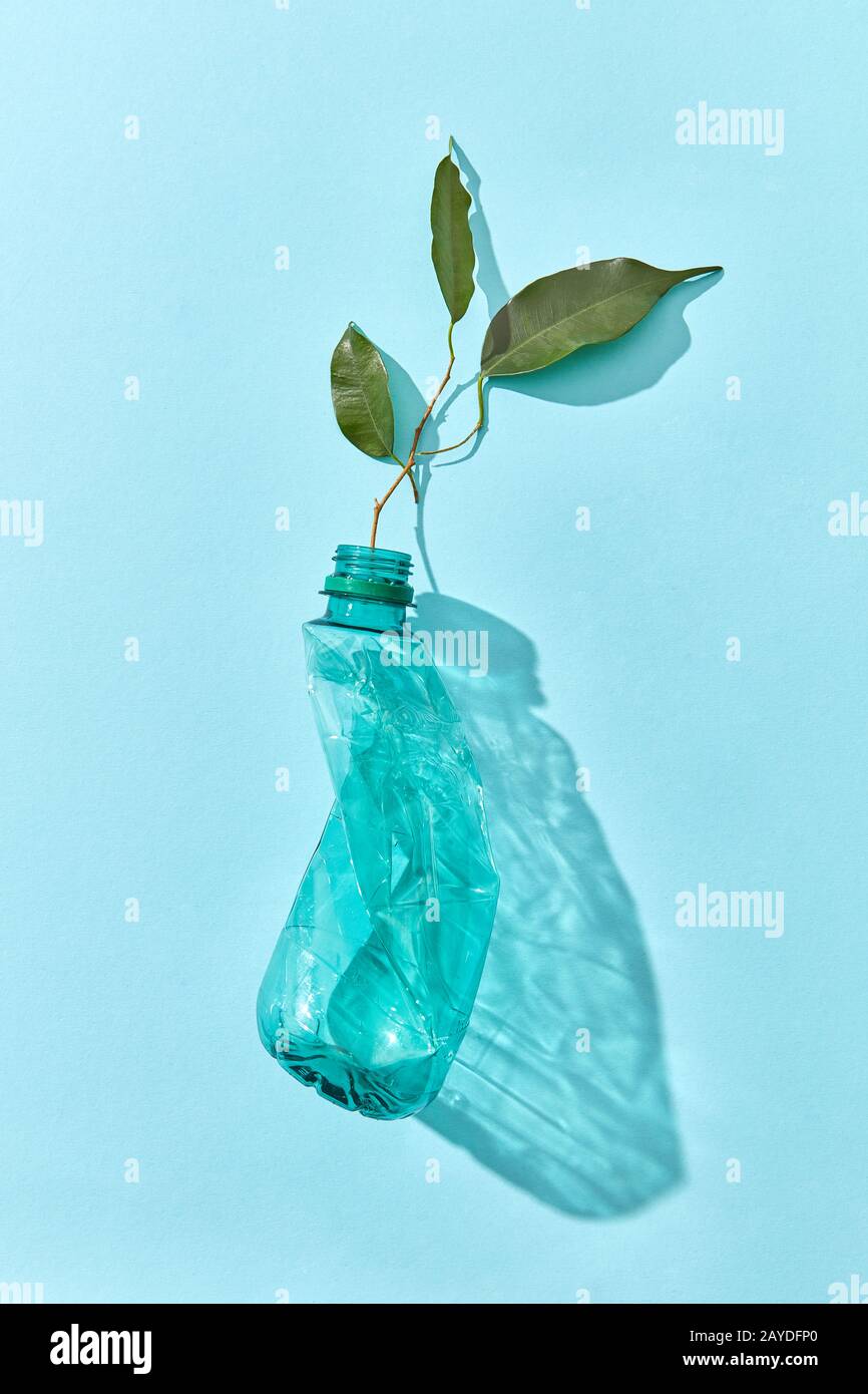Grüner Zweig wächst aus zerdrückter Kunststoffflasche. Stockfoto