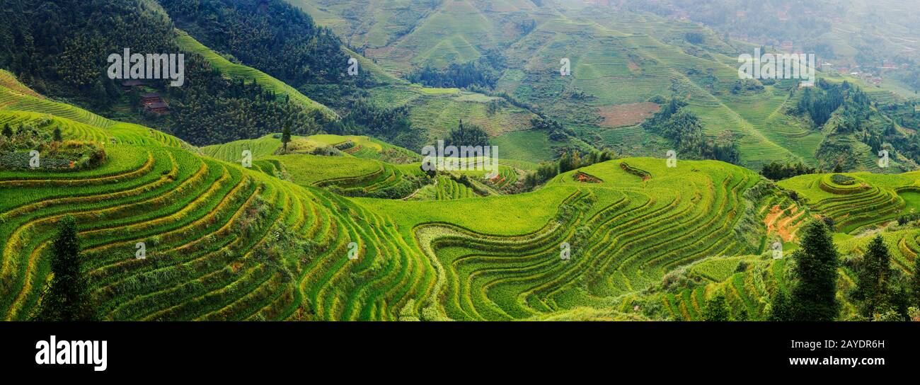 Reis-Terrasse in der Landschaft von Dazhai, Provinz Shanxi, China Stockfoto