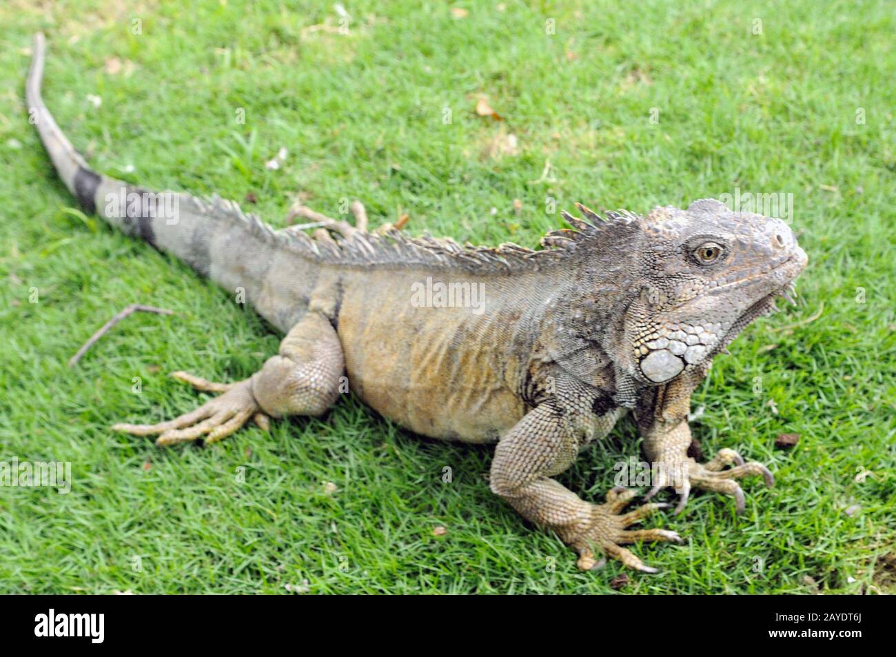 Iguana in Guayaquil Ecuador Stockfoto