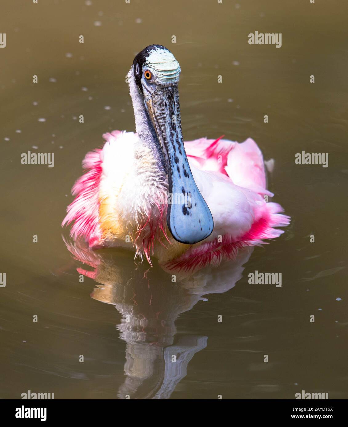 Roseate Spoonbill im Savannah National Wildlife Refuge Stockfoto