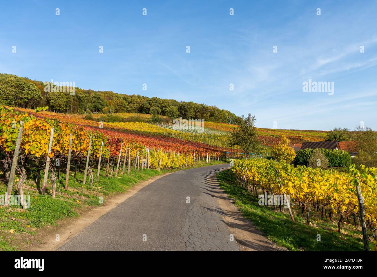 Indischer Sommer auf dem Rotweinpfad im Ahr-Tal Stockfoto