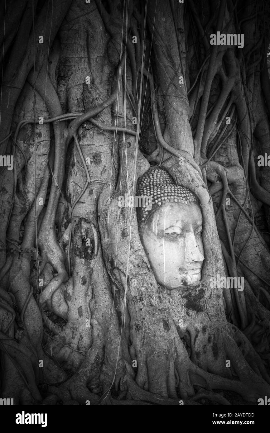 Buddha-Kopf in Baumwurzeln, Wat Mahathat, Ayutthaya, Thailand Stockfoto