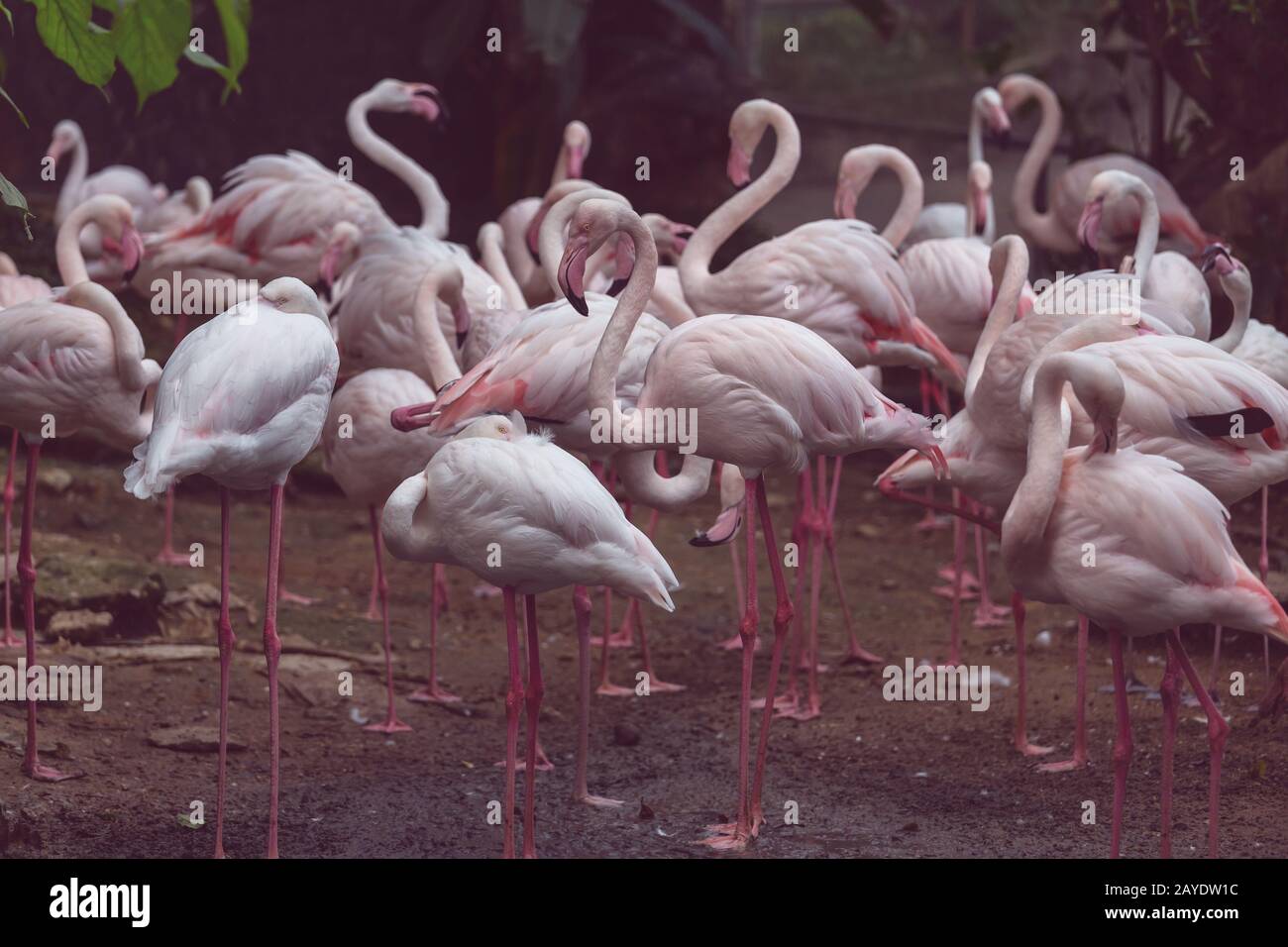 Flamingo Stockfoto