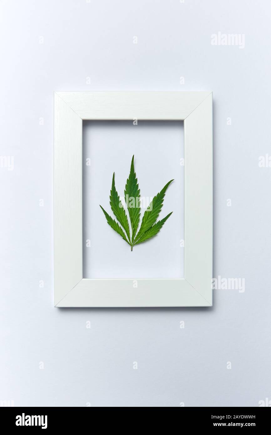 Grünes Cannabisblatt in einem rechteckigen Rahmen auf hellgrauem Hintergrund. Stockfoto