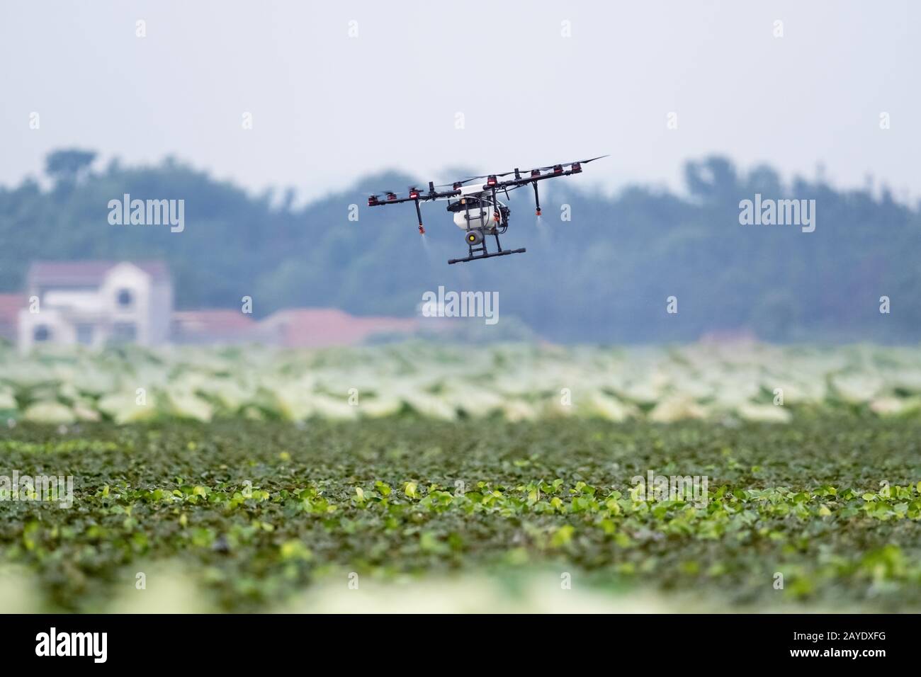 Agrardrohne sprühte Dünger Stockfoto