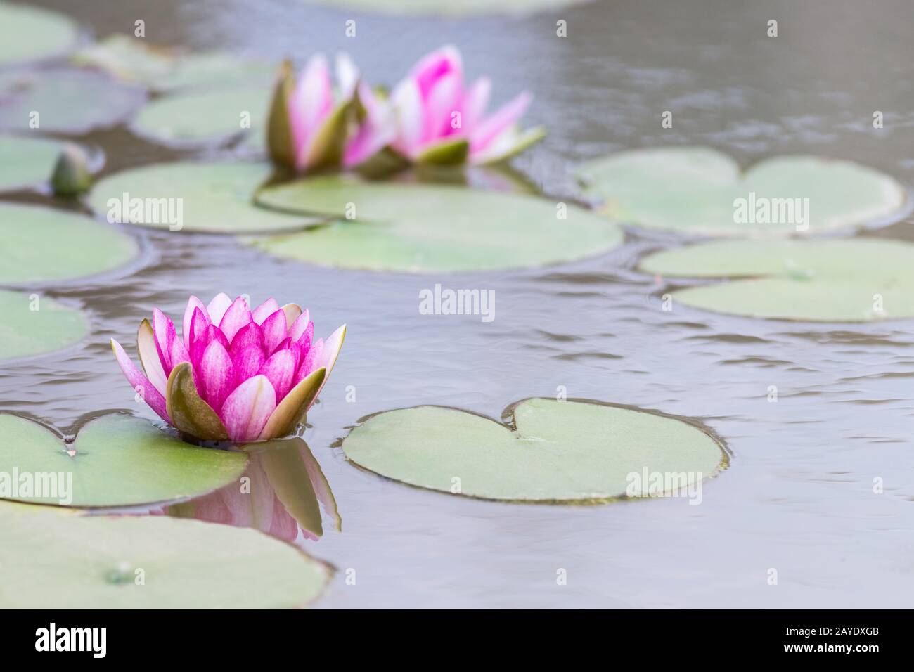 Rote Seerosenblüten Stockfoto