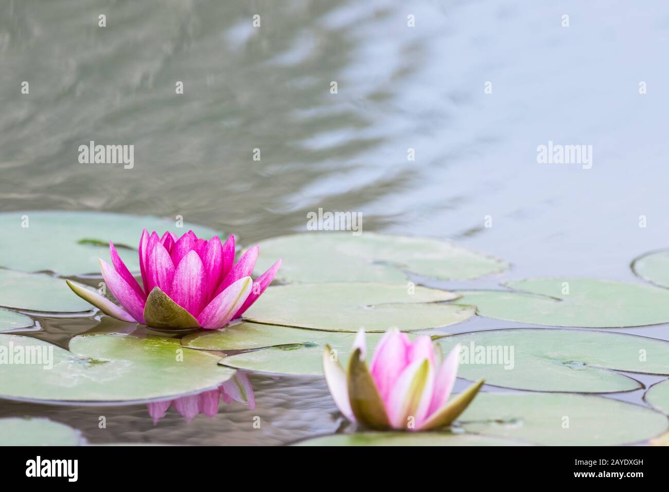 Seerose Blumen Stockfoto