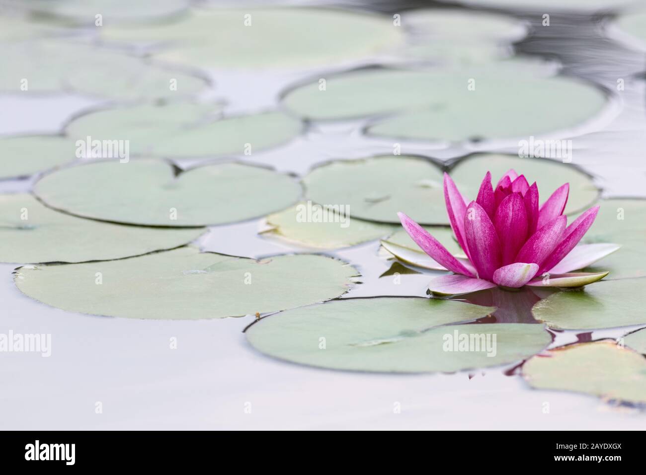 Rote Seerose Stockfoto