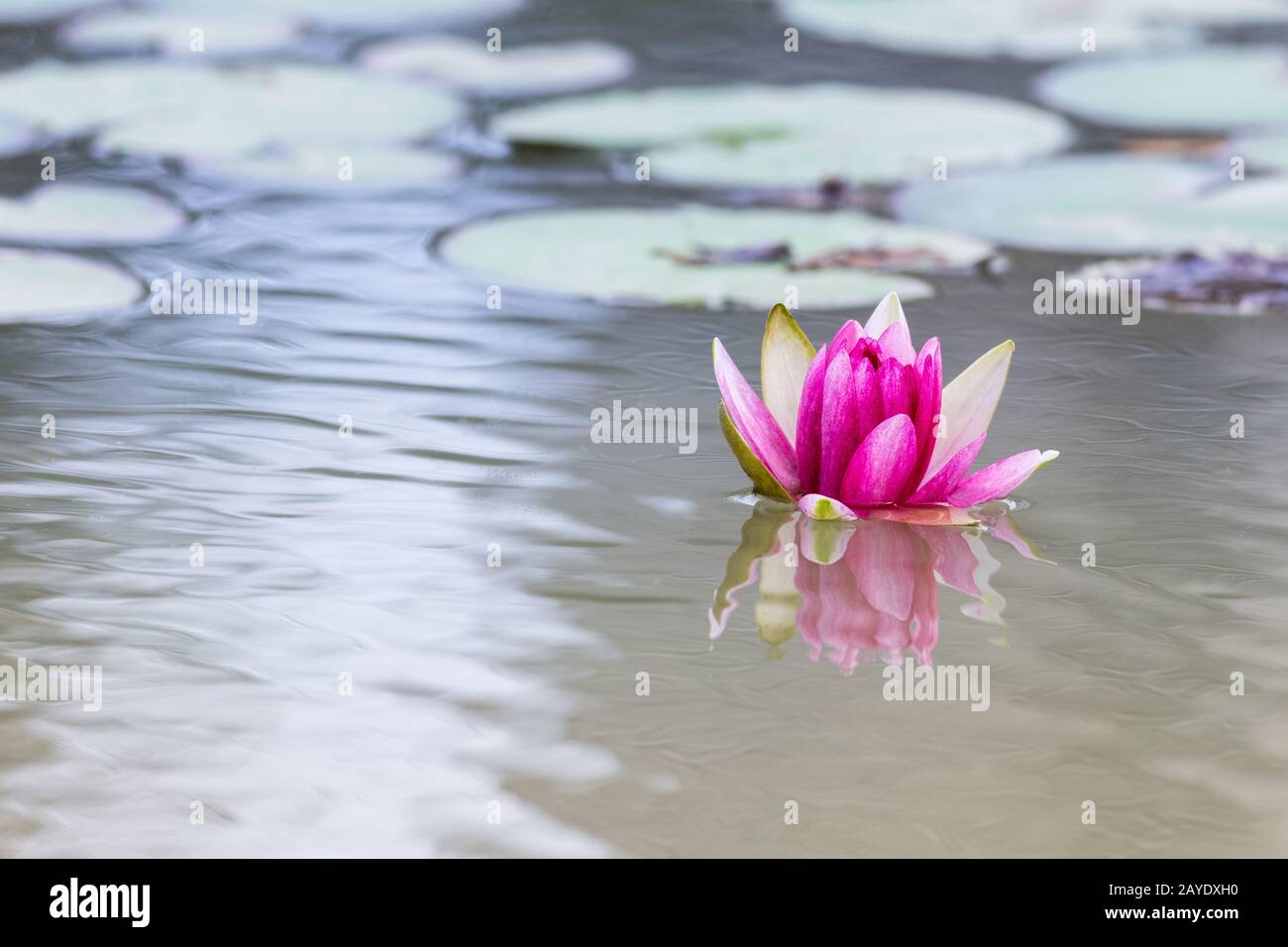 Seerosenblumen in der Nähe Stockfoto