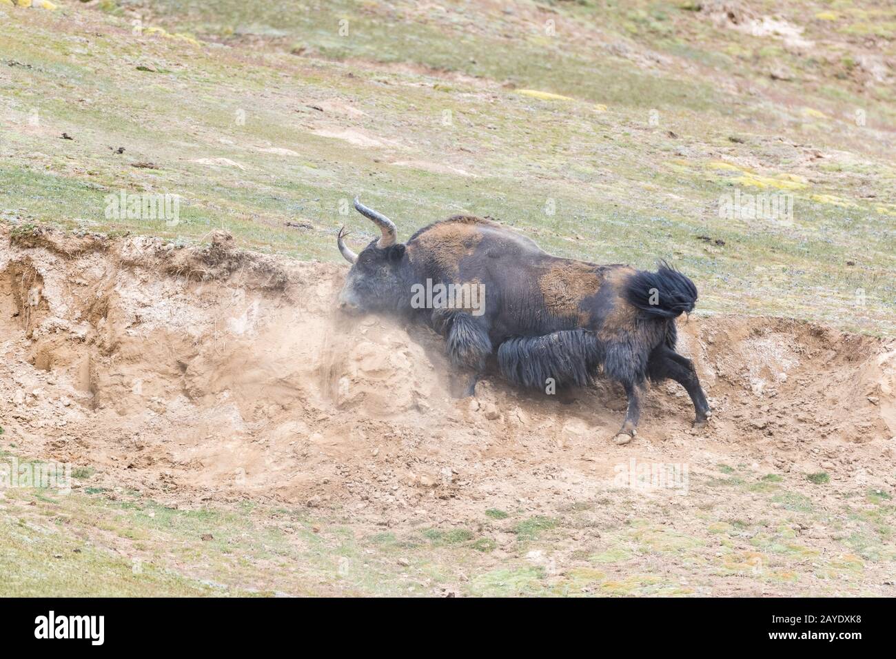 Wildes Yak im Schlammbad Stockfoto