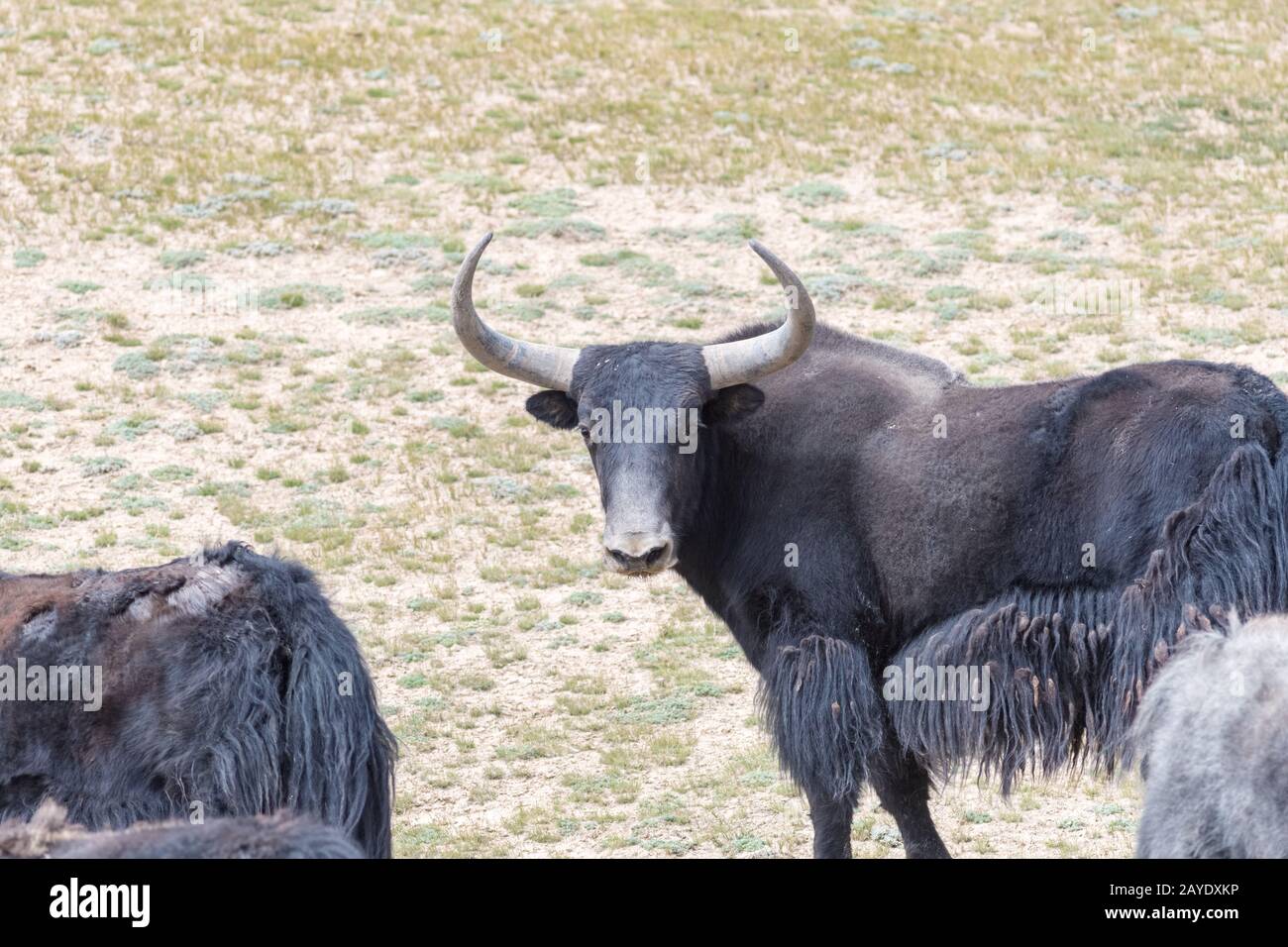 Wildyak im qinghai Naturreservat Stockfoto