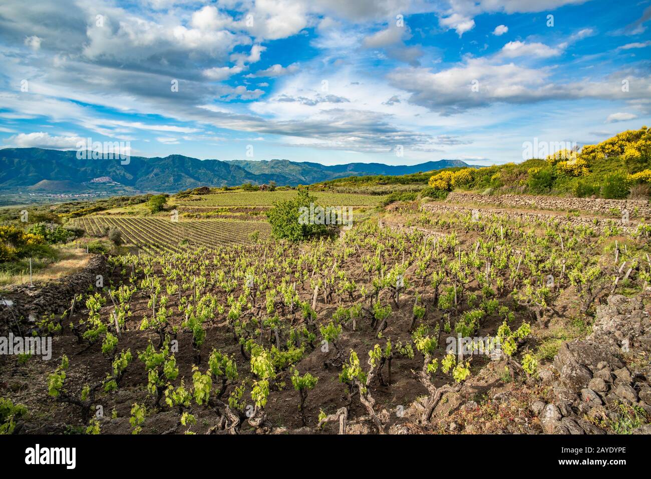 Weinberg des Ätna in Sizilien, Italien Stockfoto