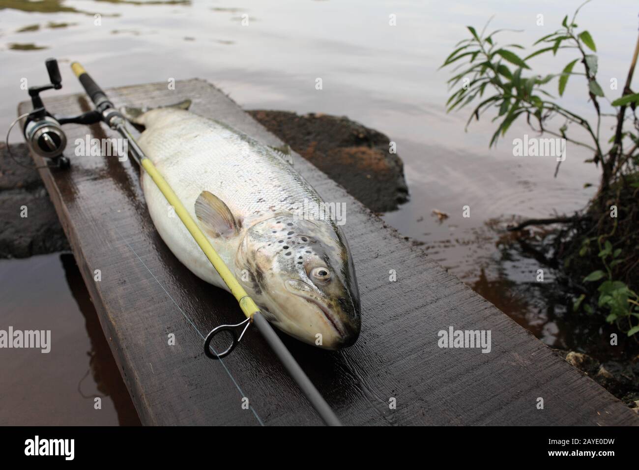 Trophäe große Forellenfische Stockfoto