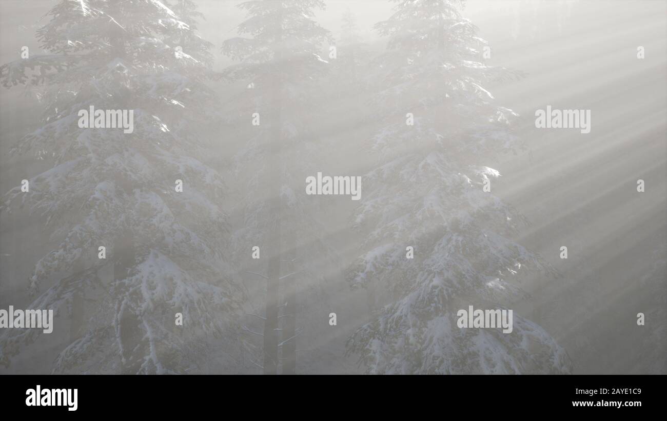 Misty Nebel im Kiefernwald auf Berghängen Stockfoto
