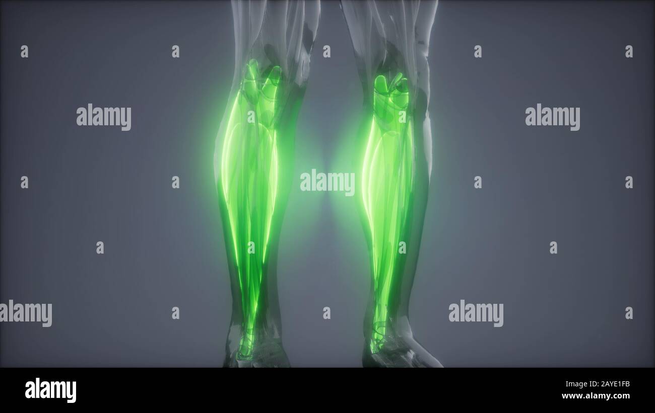 Gastrocnemius Sichtbare Muskel Anatomie Karte Stockfotografie Alamy