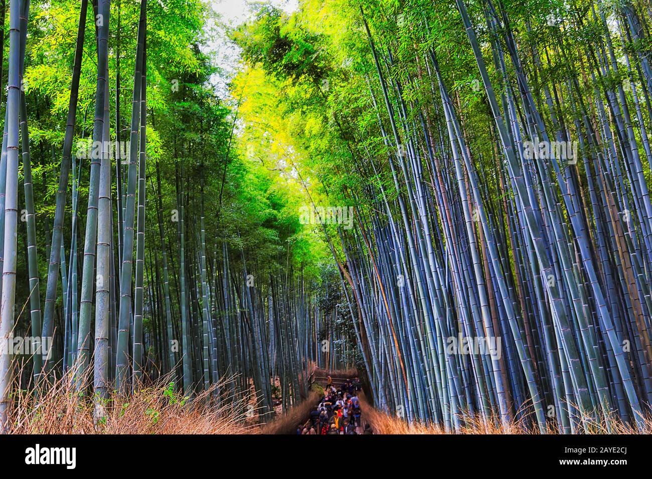 Japan bambus landschaft -Fotos und -Bildmaterial in hoher Auflsung  Alamy