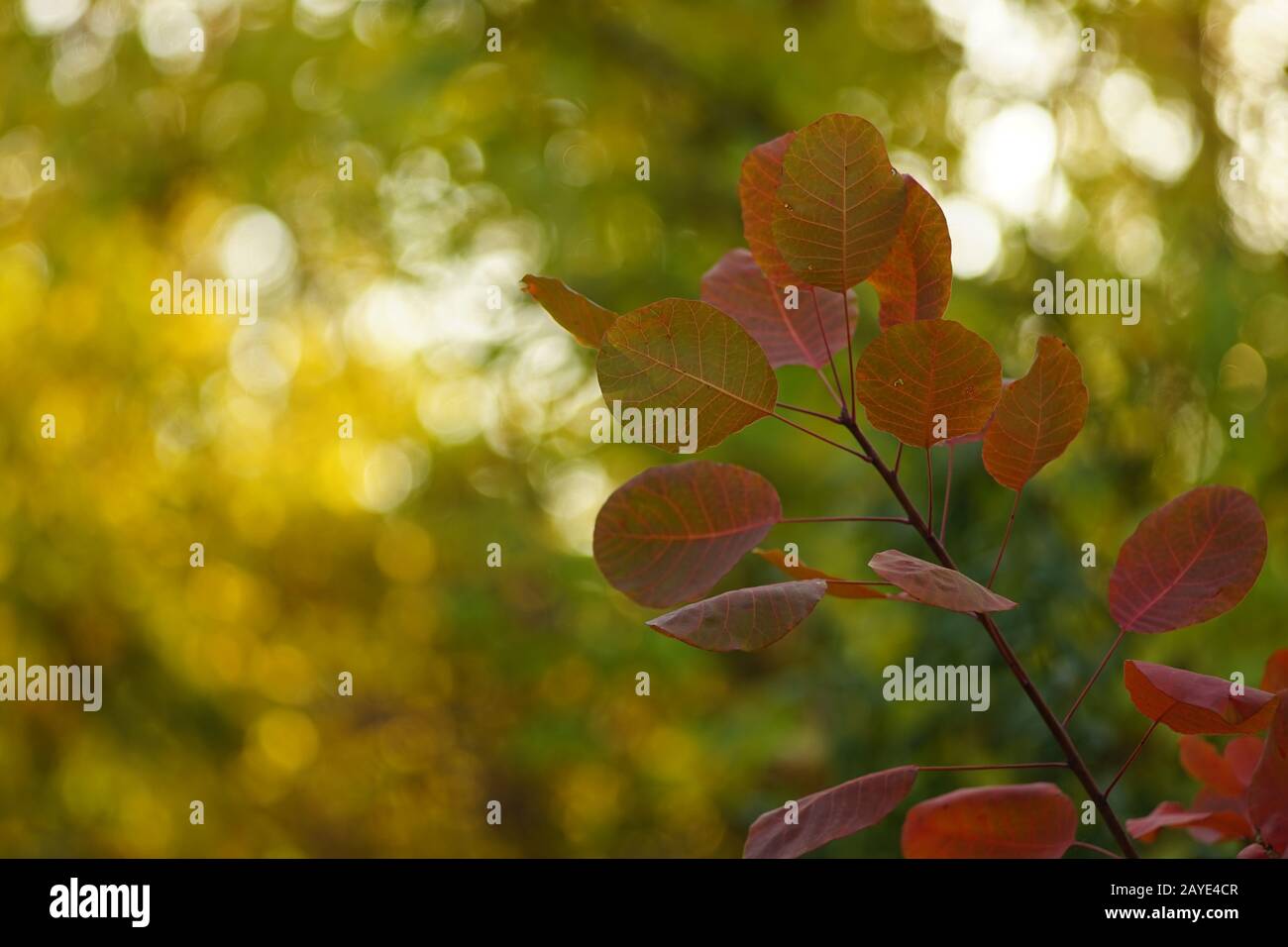 Herbstwald. Rosafarbene rote Blätter an einem Baumzweig. Grün-gelber Hintergrund bokeh Stockfoto