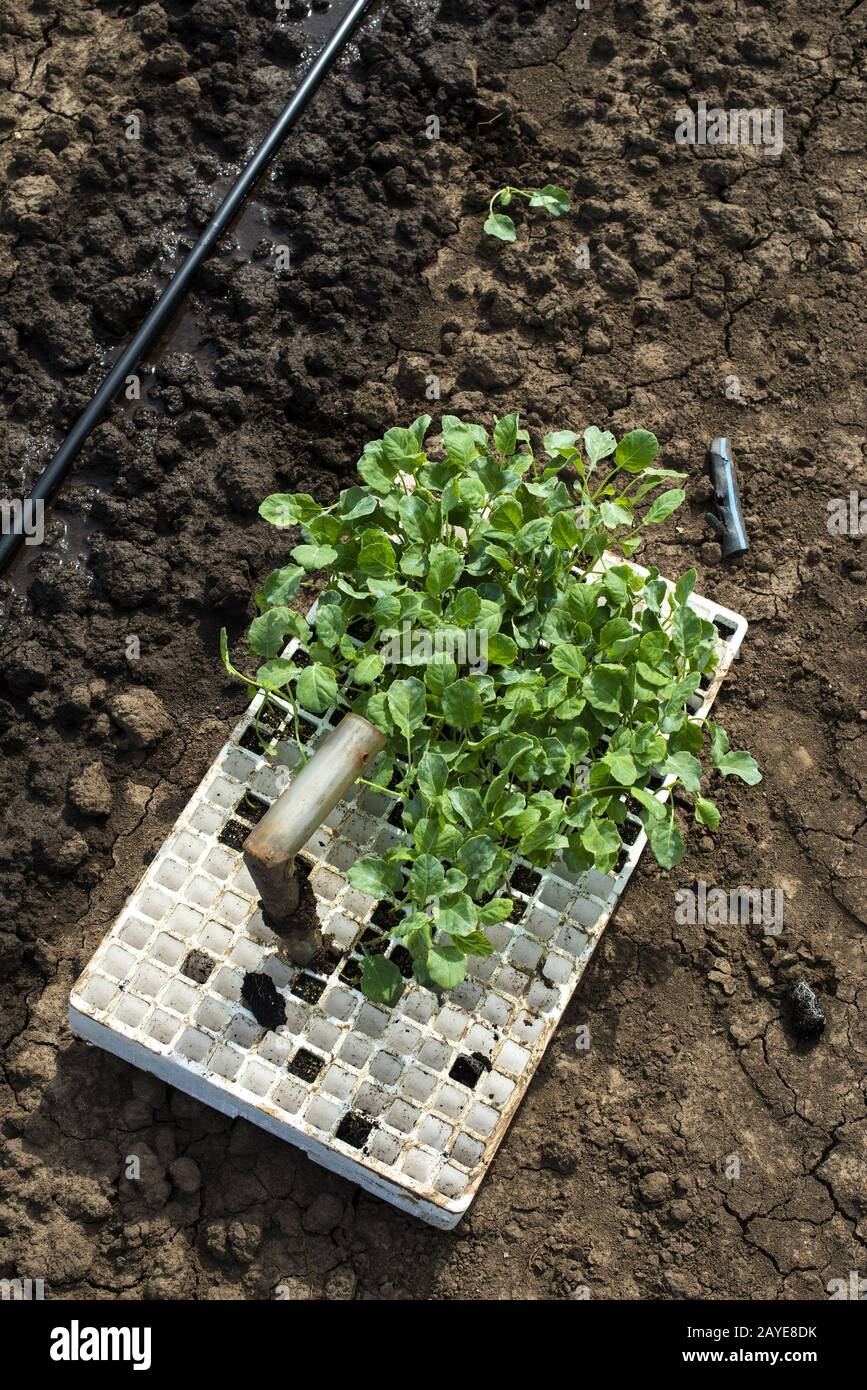 Sämlinge in Kisten auf dem Agrarland. Anpflanzung von Brokkoli im Industriebetrieb. Stockfoto