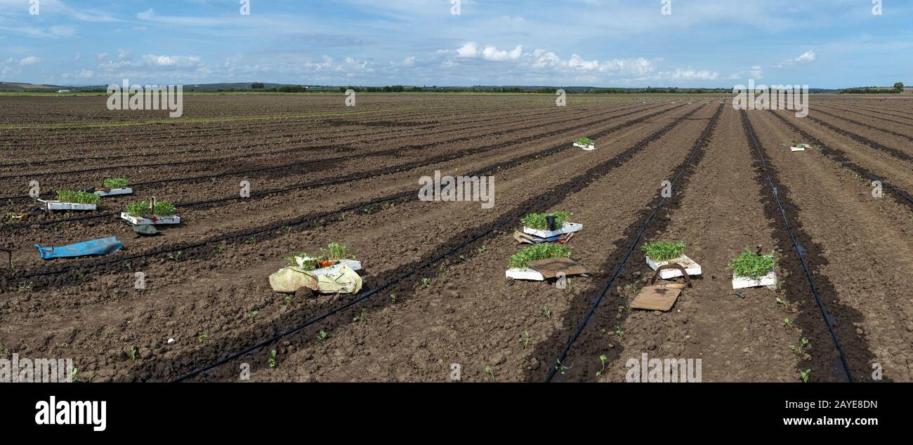 Sämlinge in Kisten auf dem Agrarland. Anpflanzung von Brokkoli im Industriebetrieb. Stockfoto