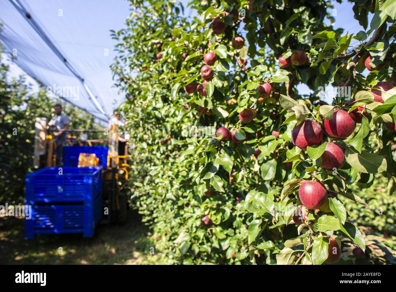 Ernten Sie Äpfel in großen industriellen apfelbäumen. Maschine zum Pflücken von Äpfeln. Stockfoto