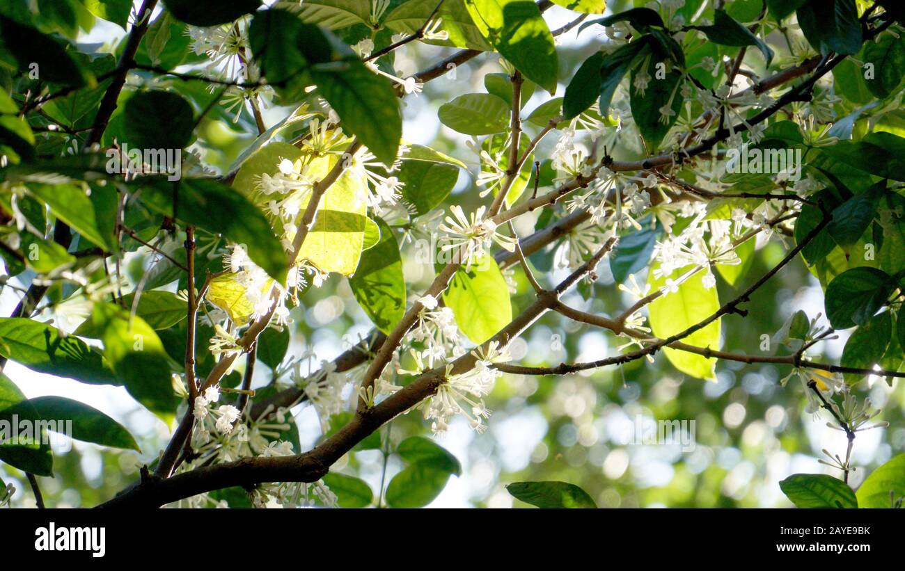 Seltener Daphne Mit Duftzente (Phaleria clerodendron Thymelaeaceae) in voller Blüte. Endemisch im äußersten Norden Queenslands und im Northern Territory, Australien. Stockfoto