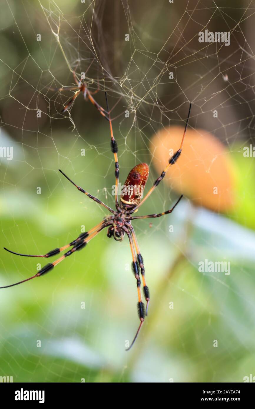 Eine Nephila clavata, eine Art orb-Weberspinne Stockfoto