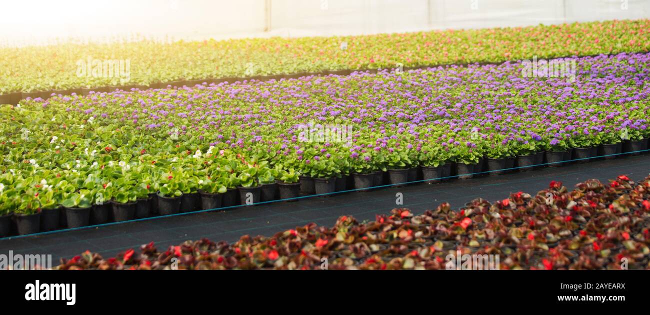 Gewächshäuser für wachsende Blumen. Blumenindustrie Stockfoto