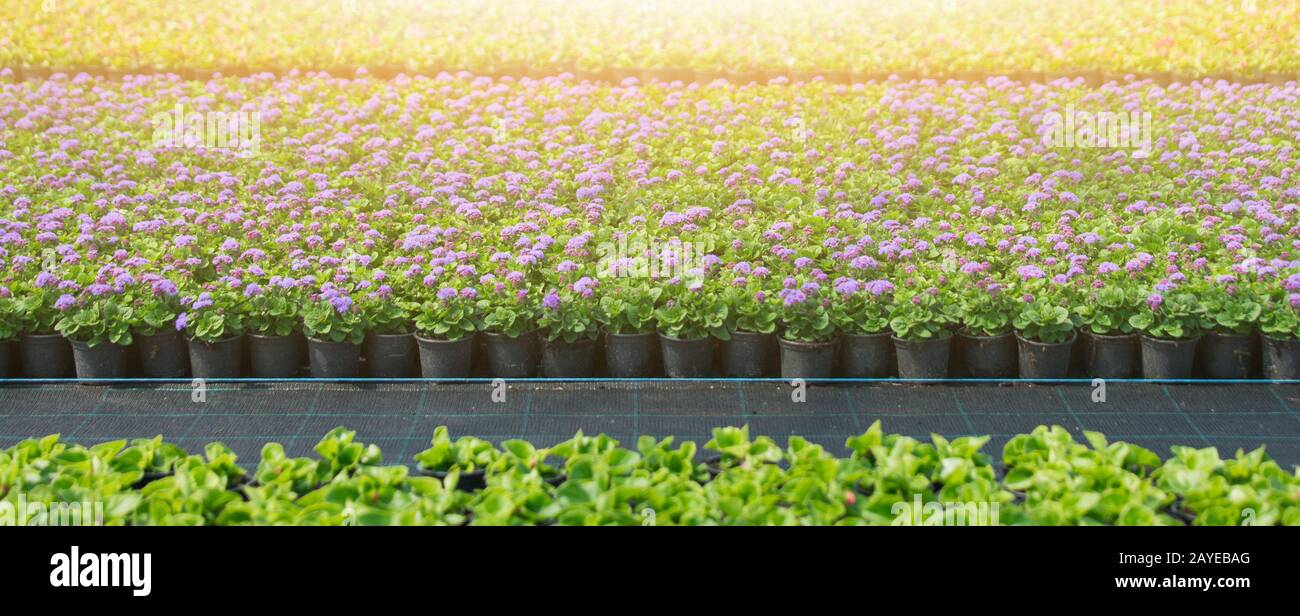 Gewächshäuser für wachsende Blumen. Blumenindustrie Stockfoto