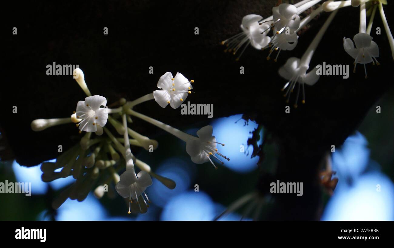 Seltener Daphne Mit Duftzente (Phaleria clerodendron Thymelaeaceae) in voller Blüte. Endemisch im äußersten Norden Queenslands und im Northern Territory, Australien. Stockfoto