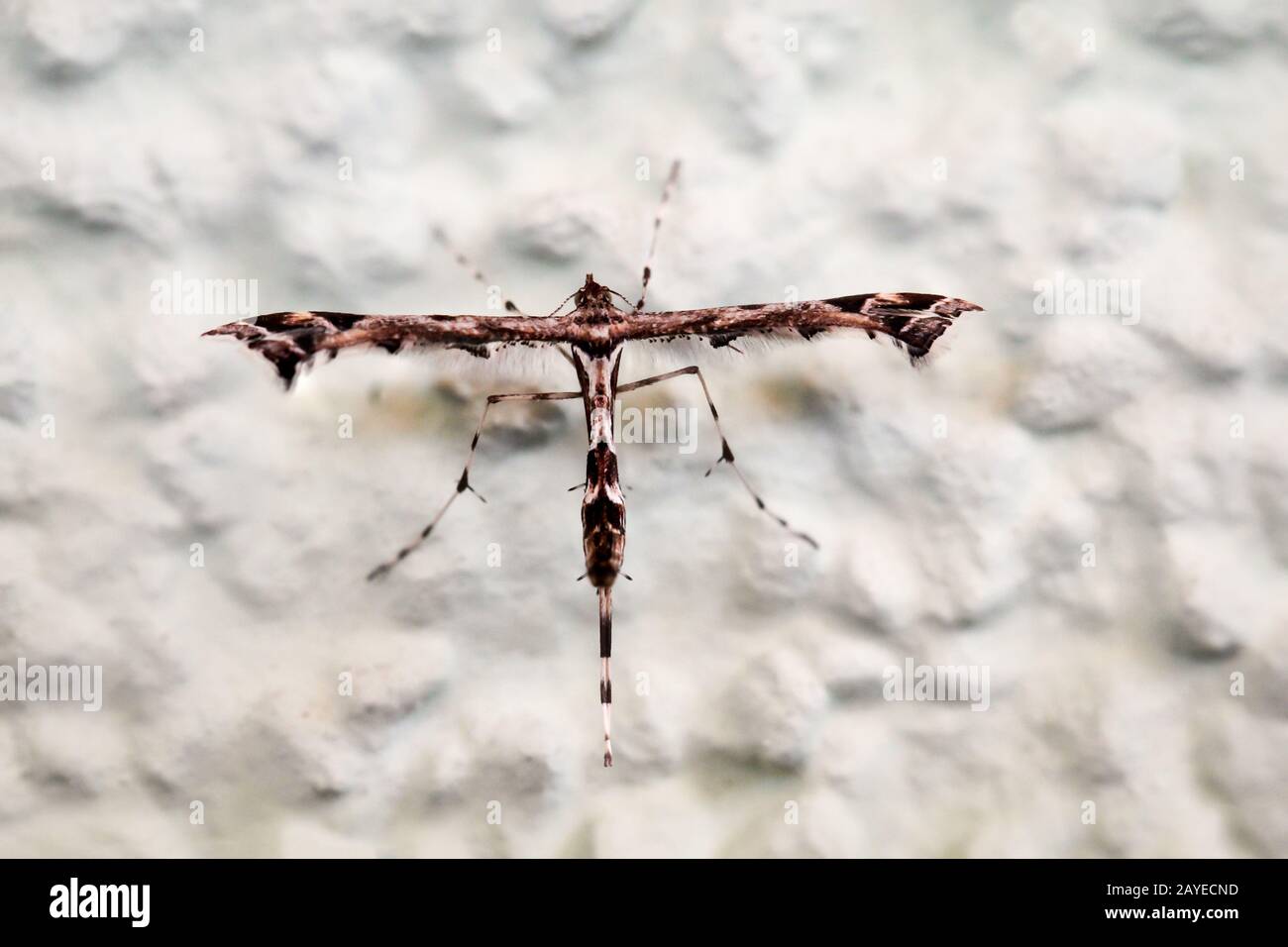 Ein Insekt, das sehr utopisch aussieht, Schmetterling, Motte Stockfoto